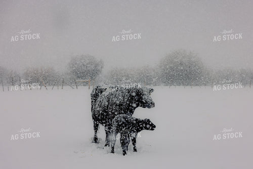 Cow Calf Pair in the Snow 304028