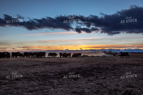 Feeding Cattle 304058