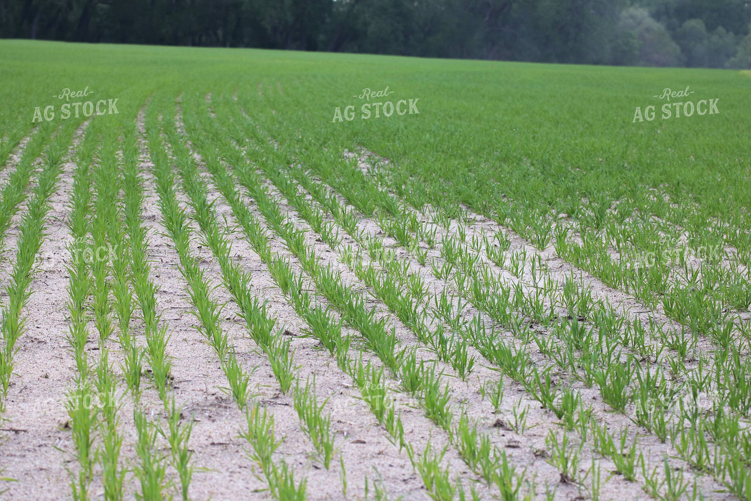 Early Season Wheat 82140