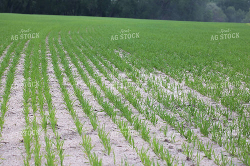 Early Season Wheat 82140