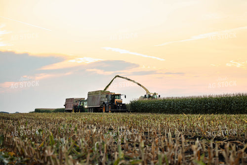 Chopping Corn Silage 152979