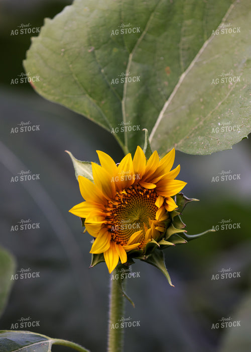 Sunflowers 160183