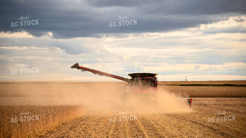 Combine Harvesting Soybeans 25715