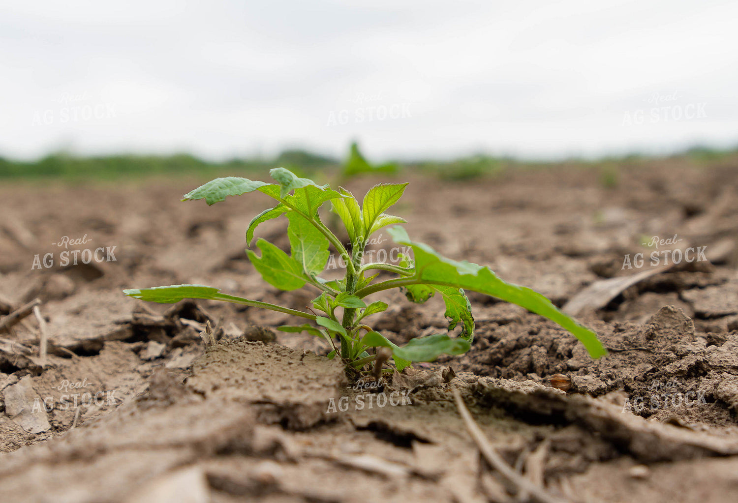 Weed in Field 79261