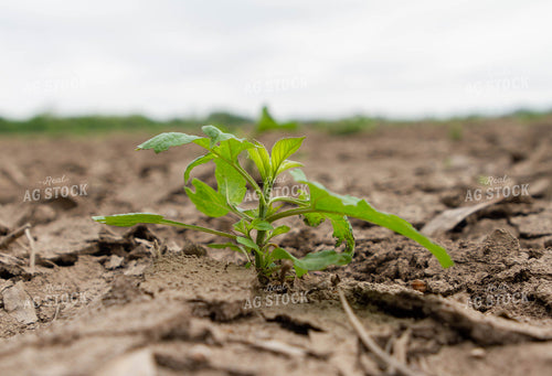 Weed in Field 79261