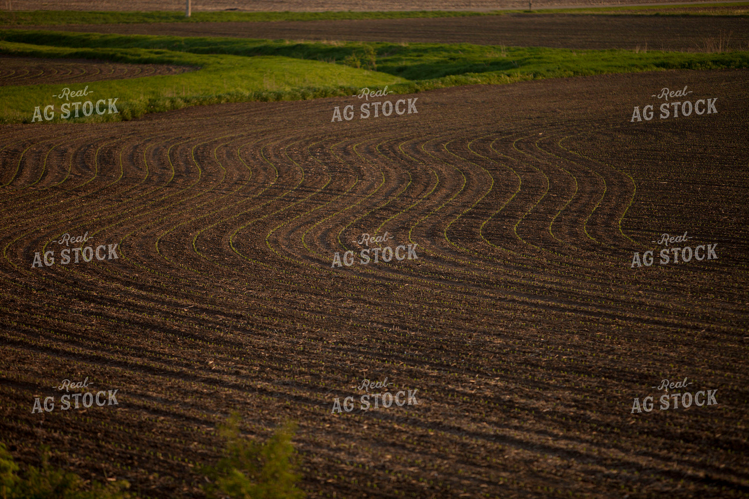 Corn - Early Growth 1133