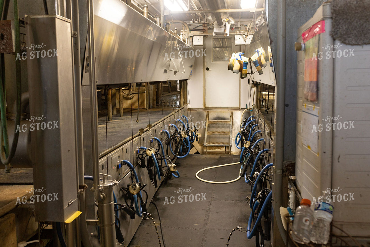 Empty Dairy Milking Parlor with Milking Units Ready for Use 405001