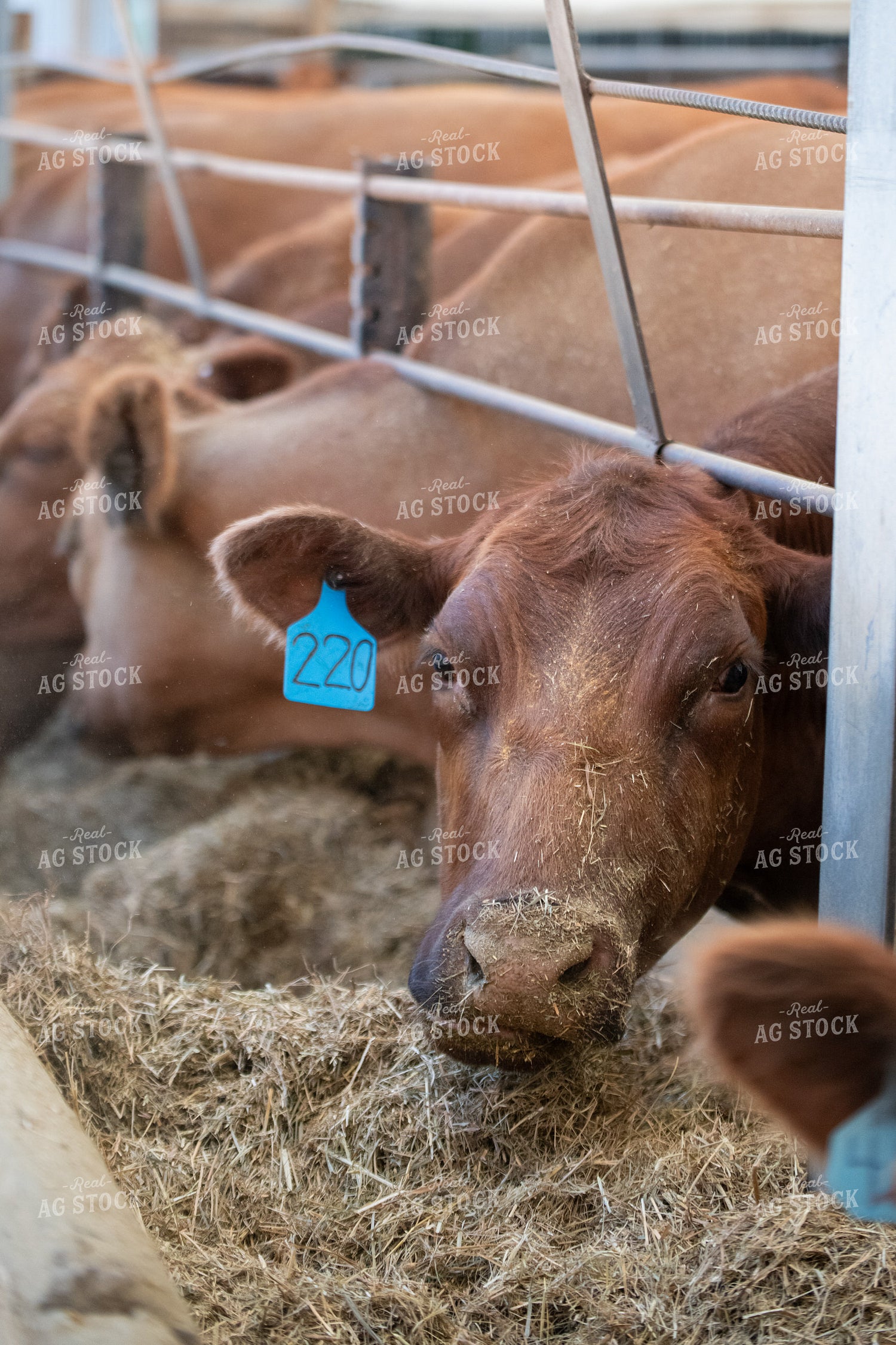 Red Angus Cattle Eating From Feed Bunk 193083