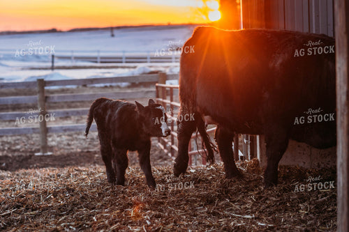 Black Baldy Cow Calf Pair 174011