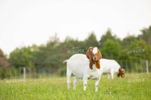 Goats 233032
