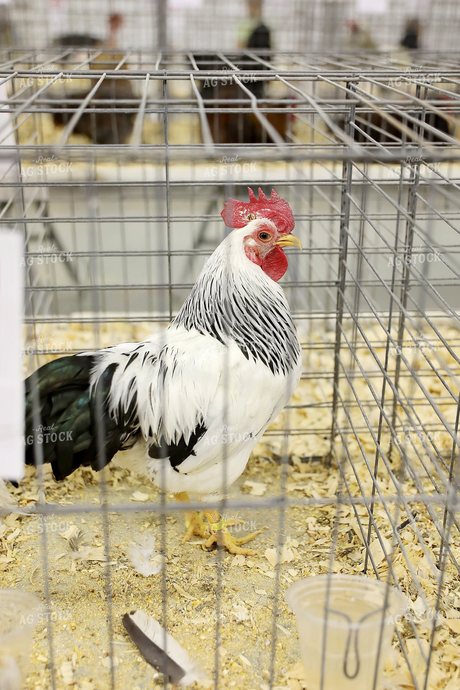 Show Chicken 127089