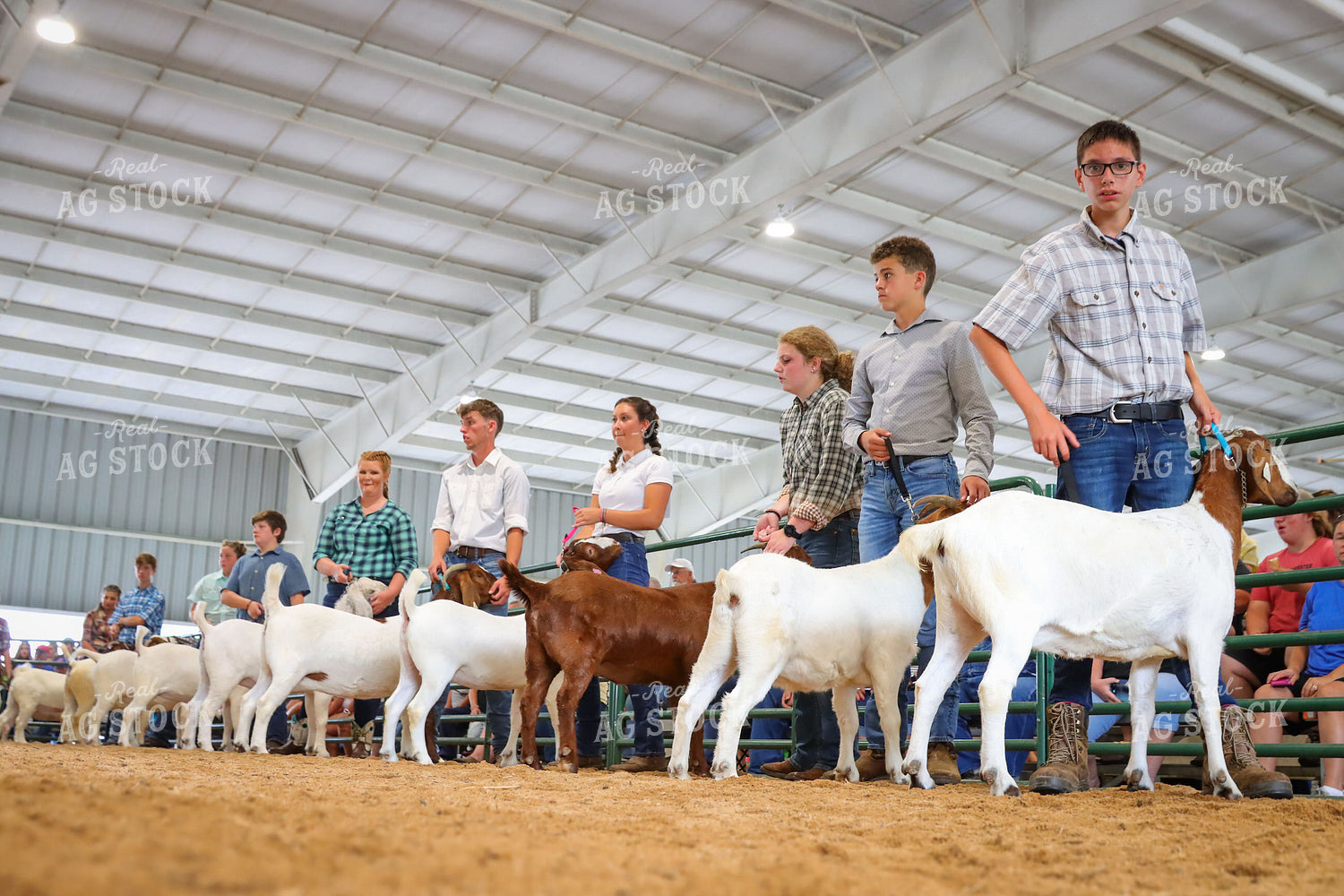 4H Kid Showing Goat 52195