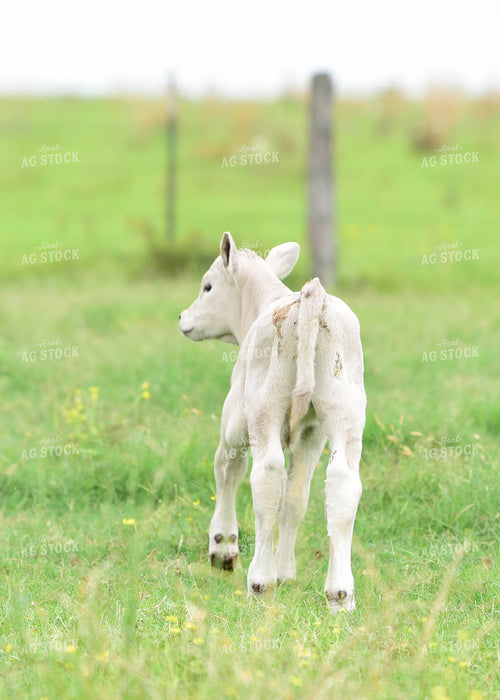 Charolais Calf 192020