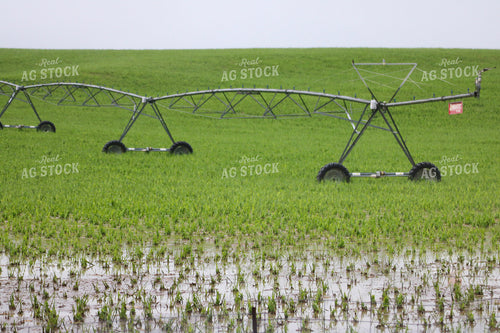 Flooded Corn Field 82502