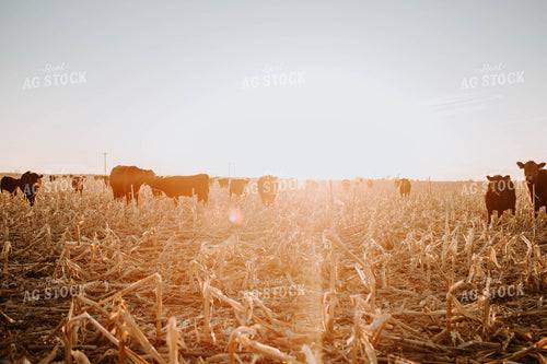 Cattle in Pasture 77225