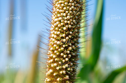 Midseason Mllet 156150