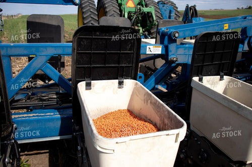 Soybeans in Planter Box 67077