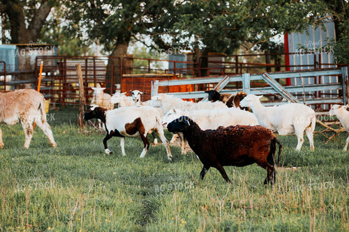 Sheep on Pasture 182038