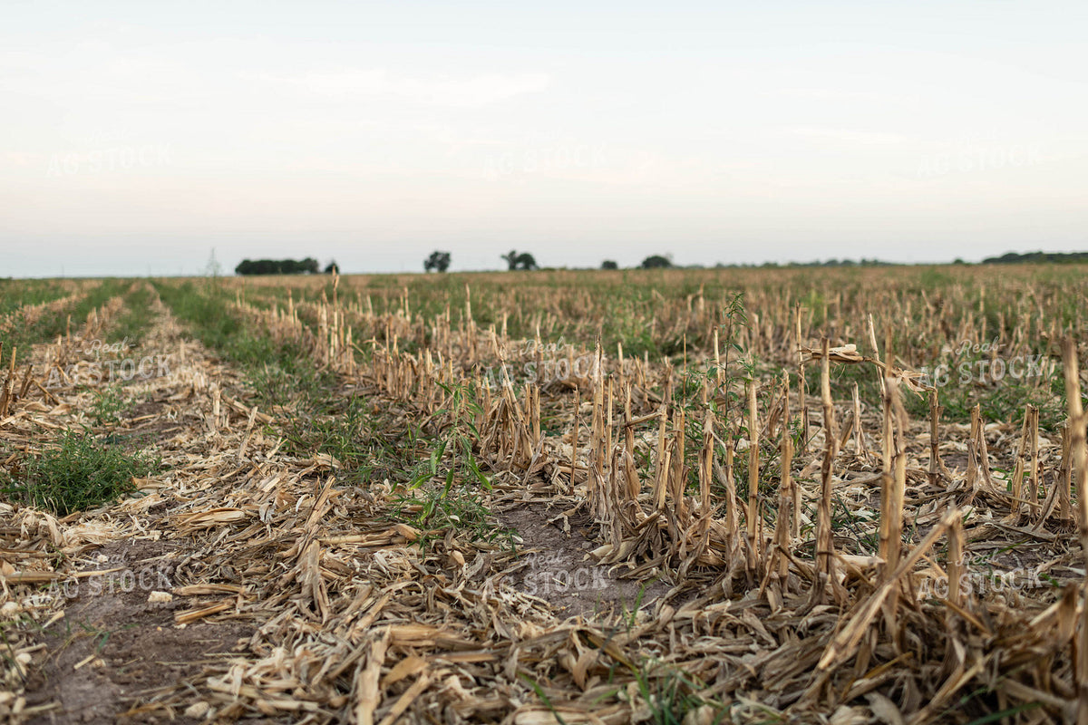 Cover Crops on Corn Stalks 59113