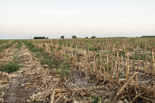 Cover Crops on Corn Stalks 59113