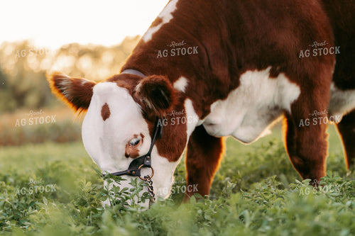 Hereford Cattle 68238