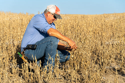 Farmer in Hail Damaged Soybean Field 65079