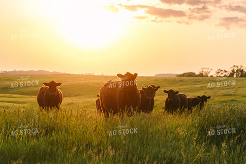 Black Angus Cattle on Pasture 68266