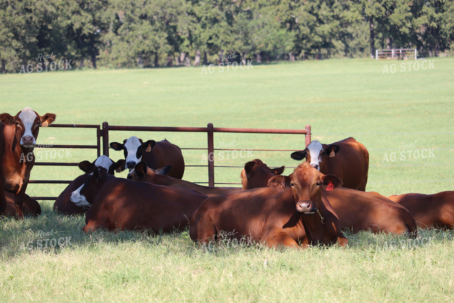 Simbrah Cattle in Pasture 102016