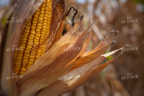 Corn - Dry 1372
