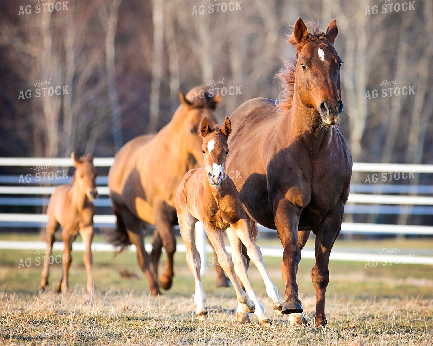 Horses in Pasture 55121