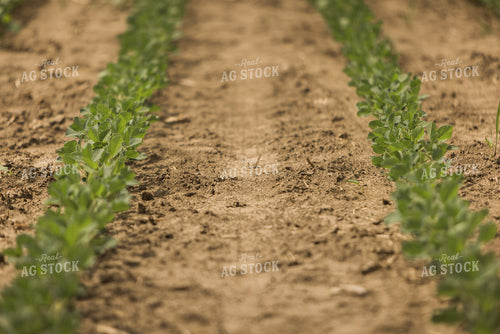Soybean Field 8022
