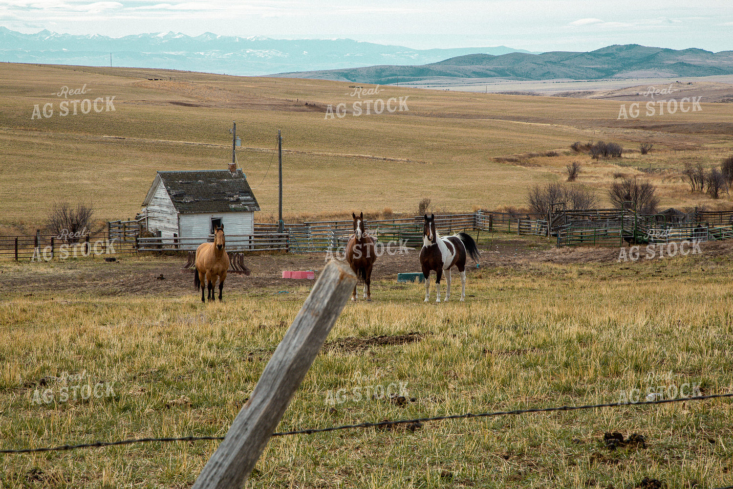 Horses on Pasture 130032