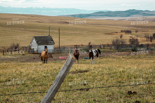 Horses on Pasture 130032