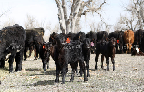 Angus Calves 117217