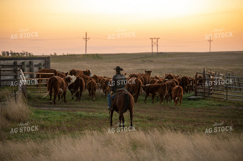 Rancher Herding Cattle on Horseback 212127