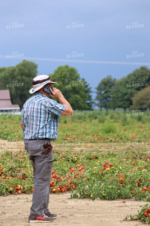 Farmer Talking on Phone in Tomato Field 109099