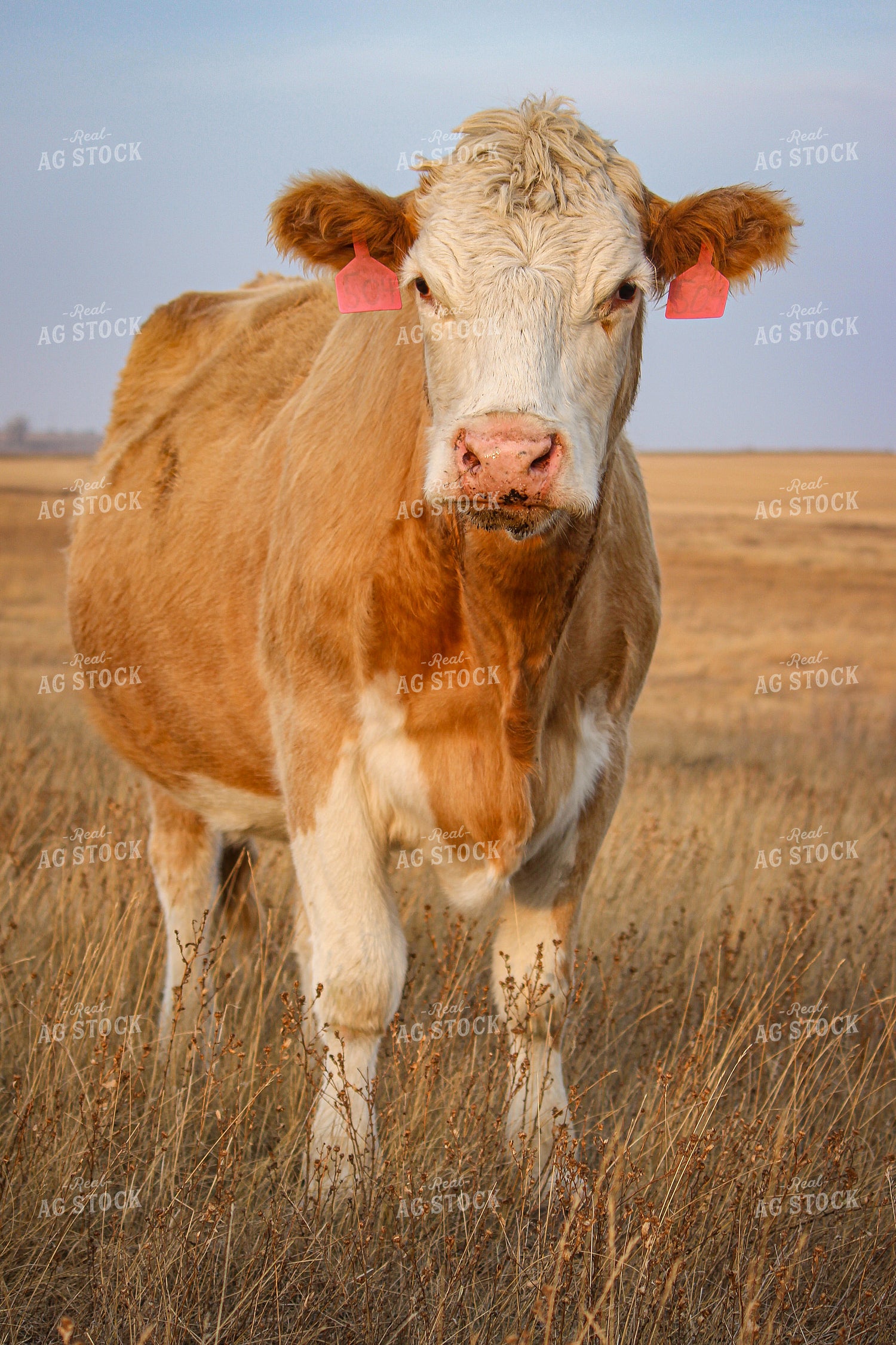 Simmental Cattle 155006