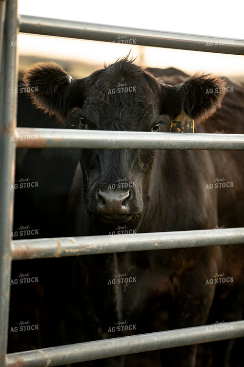 Cattle in Pen 285090