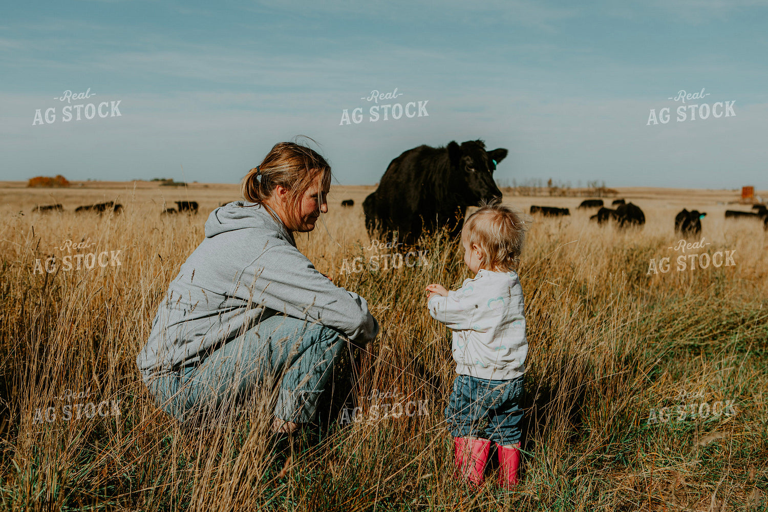 Ranch Family Checks Cows 187089