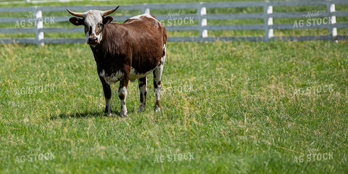 Shorthorn Cow 189053