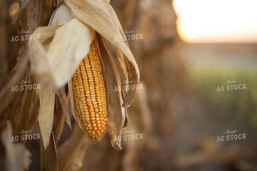 Dried Corn in Field 93045