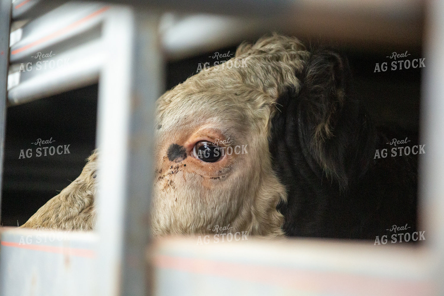 Bull in Trailer 155628