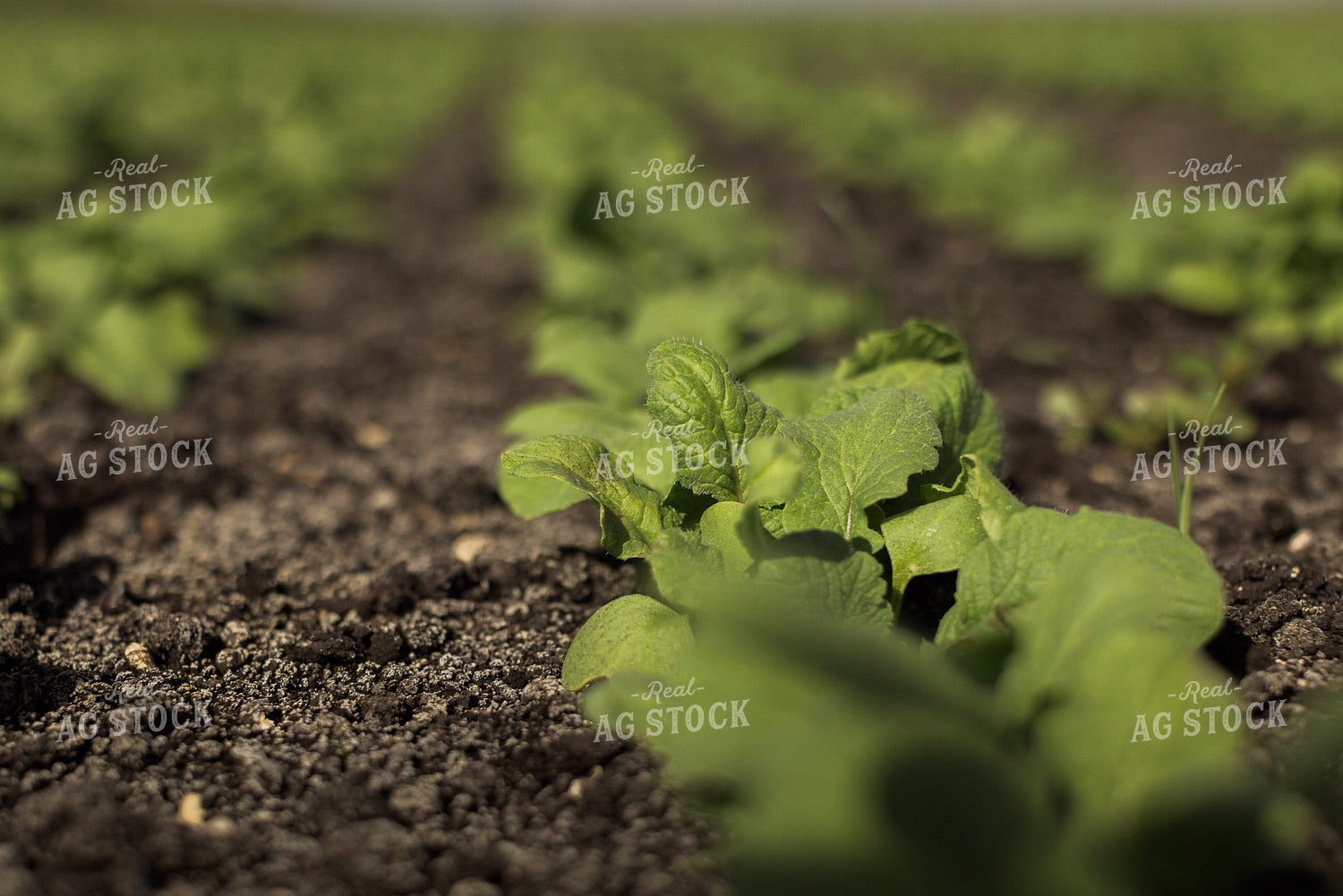 Radish Field 7345