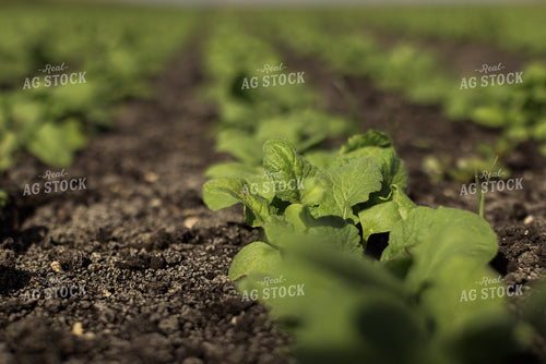 Radish Field 7345