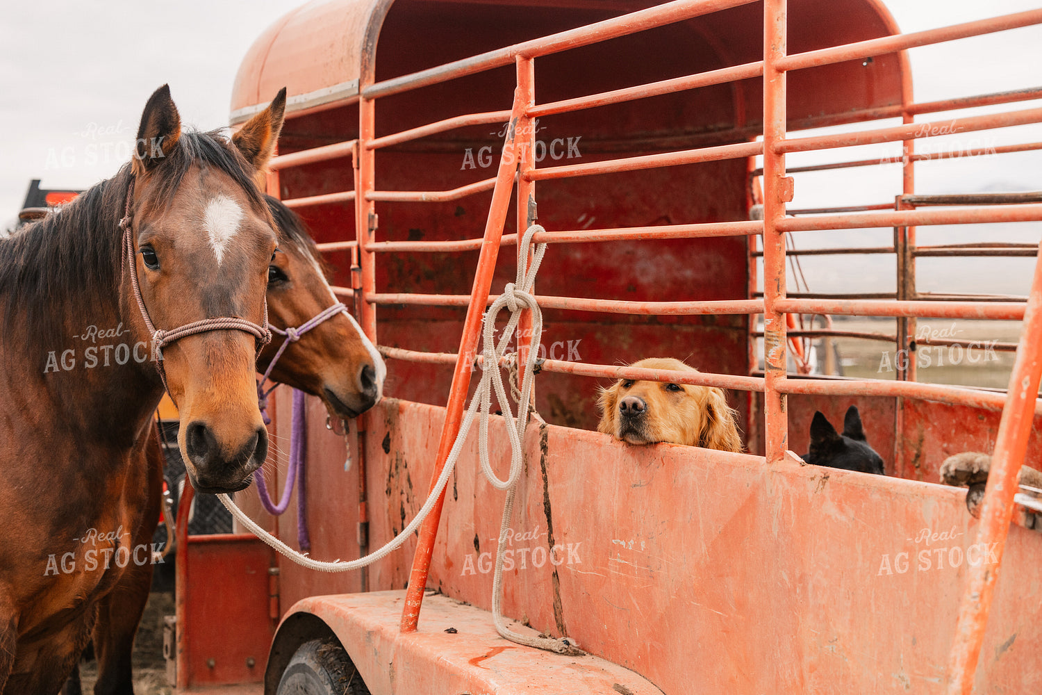 Horse 225008