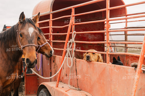 Horse 225008