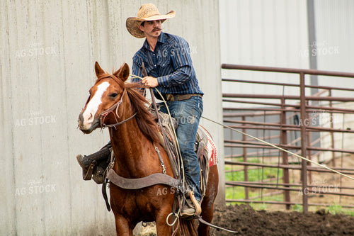 Rancher Roping Cattle 214173