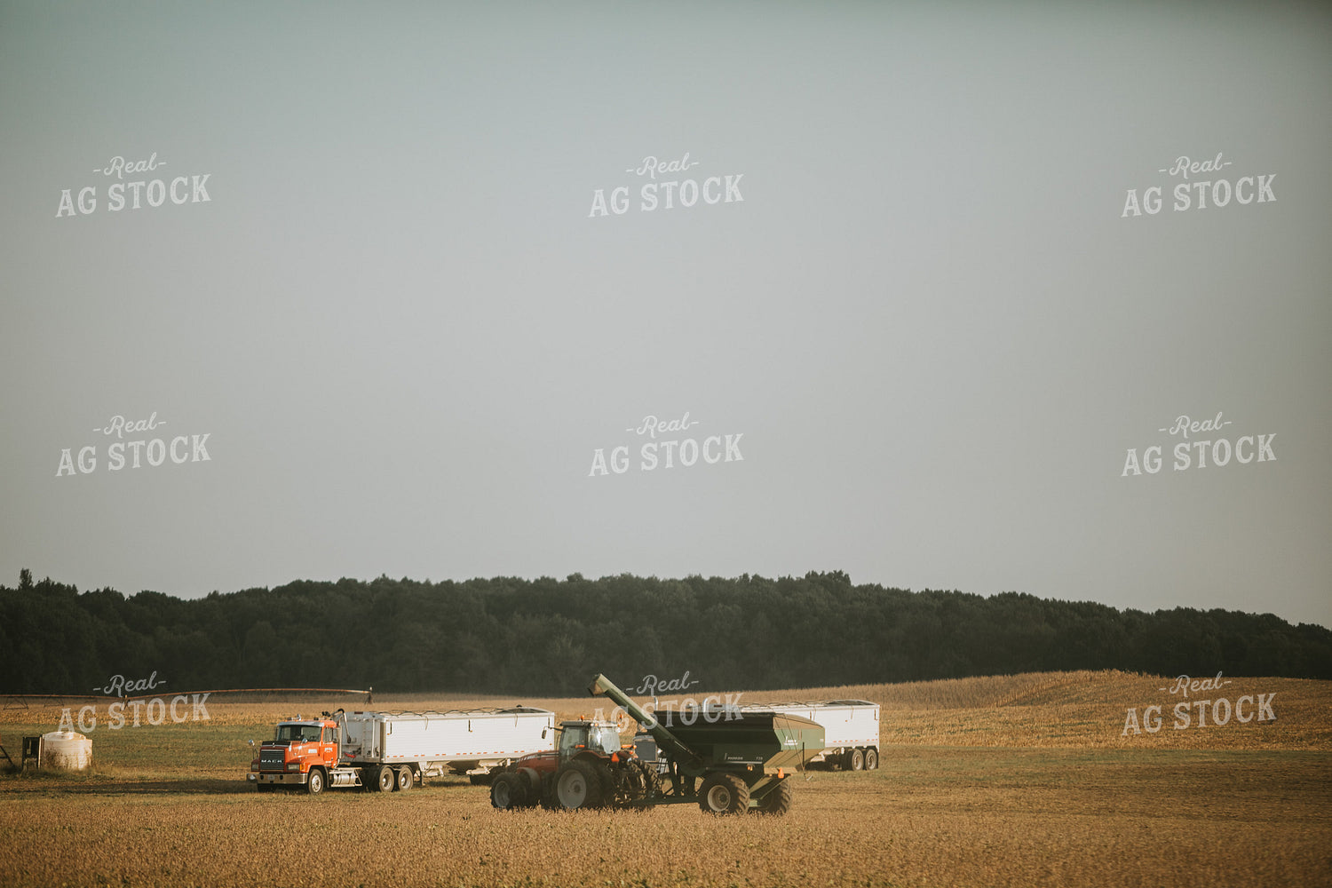 Soybean Harvest 4806