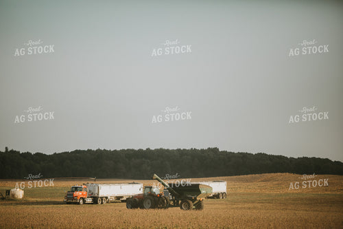 Soybean Harvest 4806