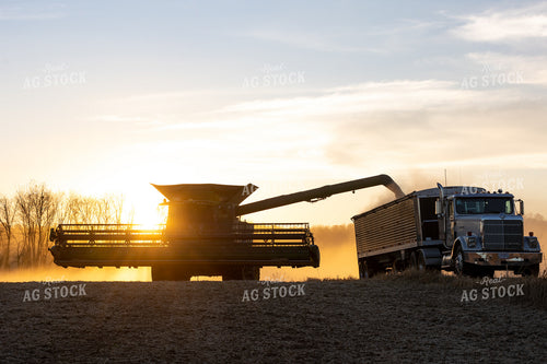 Soybean Harvest at Sunset 52580